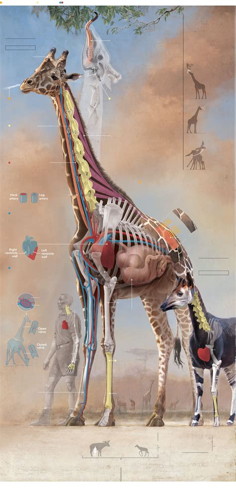 Giraffe Heart Diagram