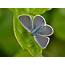 Small Blue Butterfly Identification Facts & Pictures