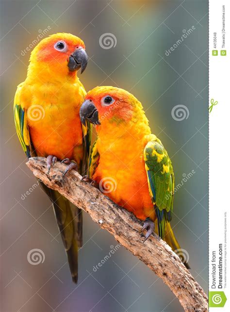 Sun Conure Parrot Bird Stock Photo Image Of White Crest