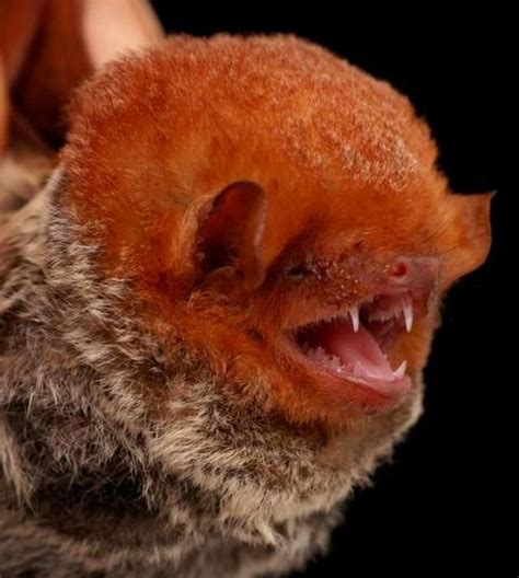 Diversity Of Bats Barnorama