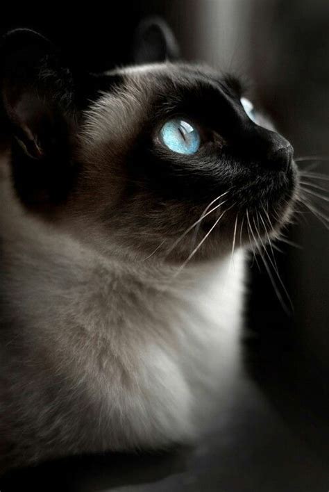 The breed comes in several colours; Seal Point Siamese cat- rich blue eyes & thick gray ...