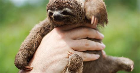Lost Sloth Ecuador Photos