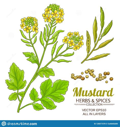 Mustard Plant Branch Vector Drawing Botanical Flower Illustrati