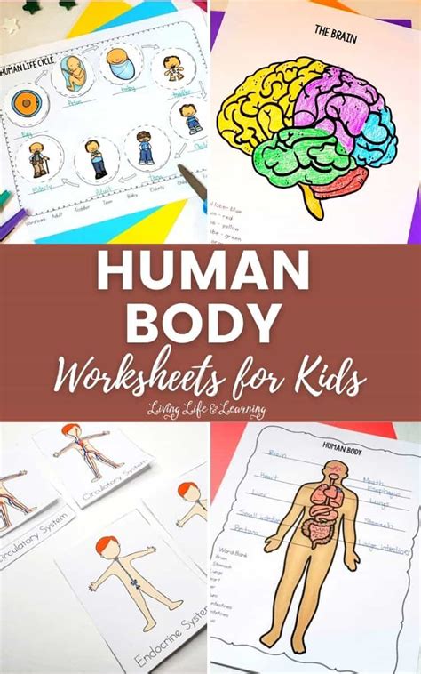 Human Body Worksheets For Kids