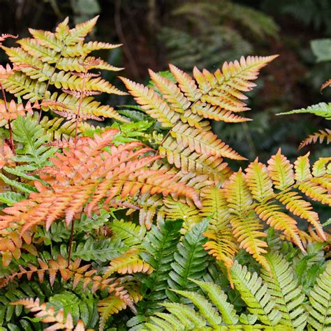 Dryopteris Erythrosora Kiefer Nursery Trees Shrubs Perennials