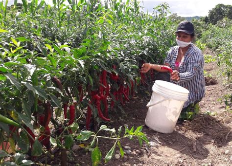 San Martín Productores Apuestan Por El Cultivo De Ají Cayena Y