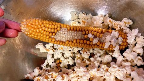 Popcorn On The Cob Emmymade
