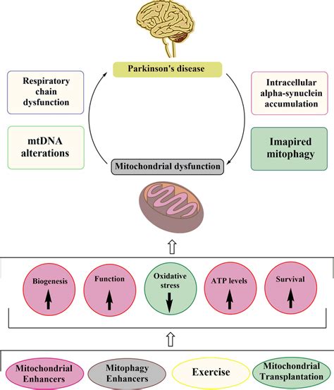 Schematic Presentation Of Interaction Between Mitochondrial Dysfunction