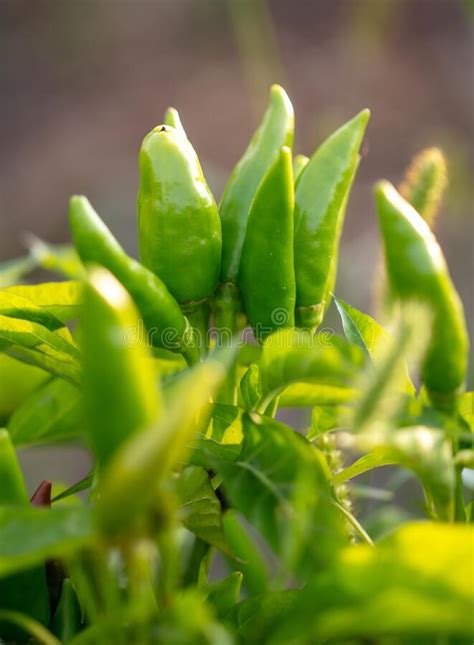 Hot Chili Pepper On A Plant Stock Photo Image Of Natural Organic