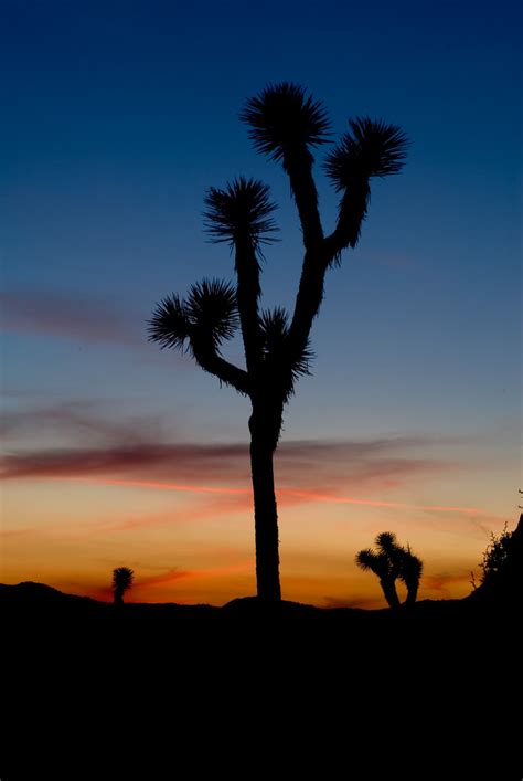 Joshua Tree Silhouette 1 Depending On Your Browser Andor Flickr