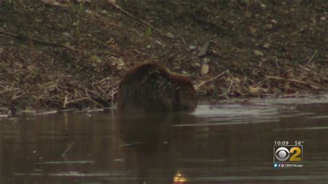 some glenview residents want to save nuisance beavers homeowners association plans to trap kill