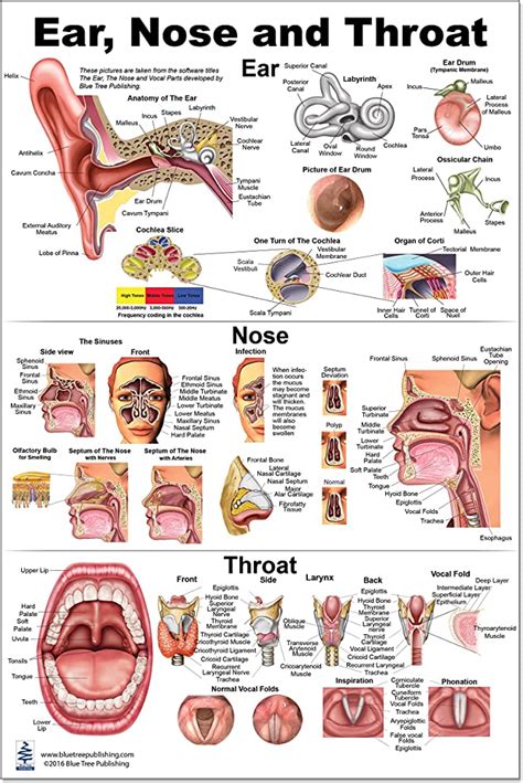 Anatomy Of Ear Nose And Throat Za