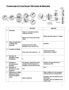 Mitosis and meiosis key terms. studylib.net - Essays, homework help, flashcards, research papers, book reports, and others