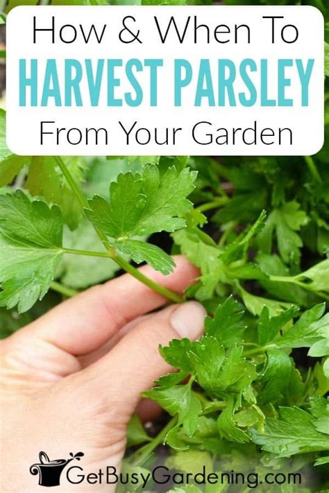 How To Harvest Parsley With Pictures In 2021 Parsley Plant Parsley