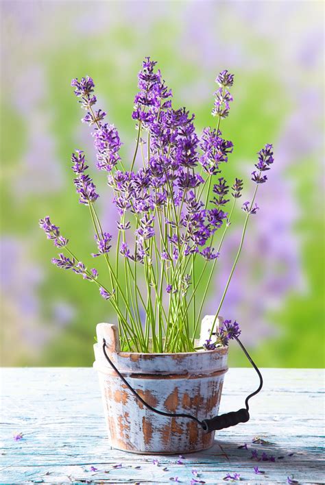Flower Containergardeningideas Lavender Plant Lavender Plant Care
