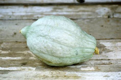 20 Types Of Squash And Squash Varieties With Pictures Hgtv