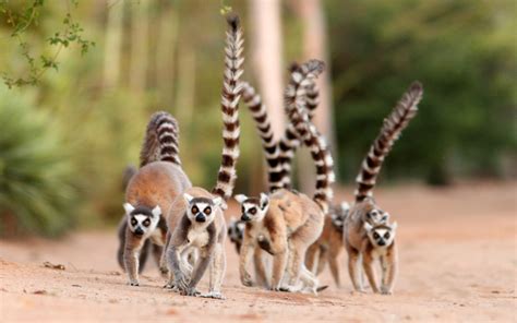 Wildlife Tours Tours Madagascar Wildlife Of A Magical