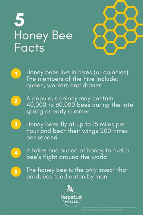 5 Honey Bee Facts Honey Bee Facts Bee Facts Bee
