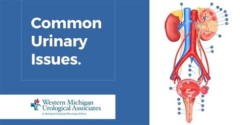 Common Urinary Issues Western Michigan Urological Associates
