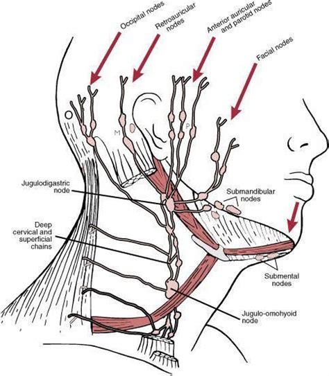 Lymphatic Drainage Of The Neck The Lymphatic Drainage Of The Head And