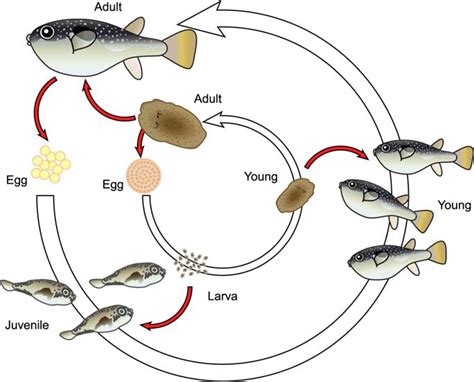 Life Cycle Of A Puffer Fish Inforgraphic Included Free Using