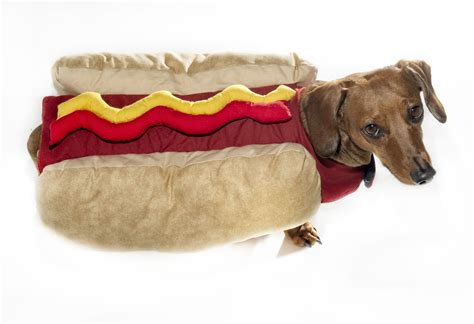 Sexy Halloween Costumes For Dogs Pets And Humans Time