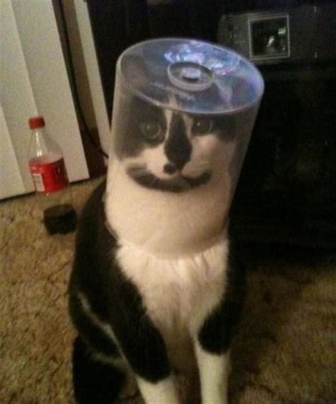 24 Cats That Have Got Themselves Into Terrible Situations