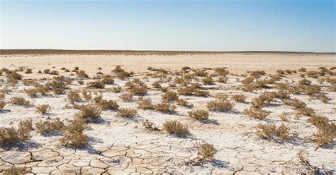 The Ultimate Guide To Improving Desert Soils Star Nursery