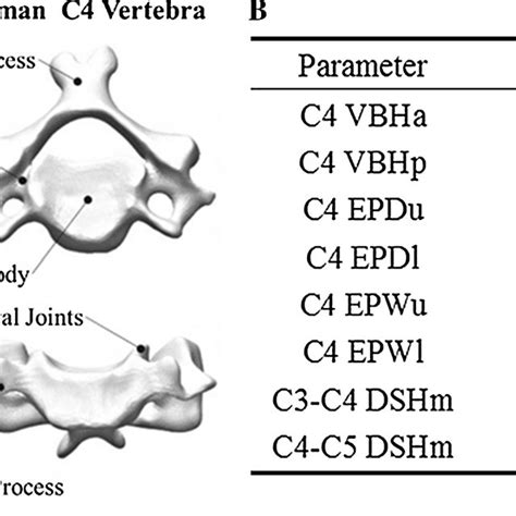 Pdf Can The Sheep Model Fully Represent The Human Model For The