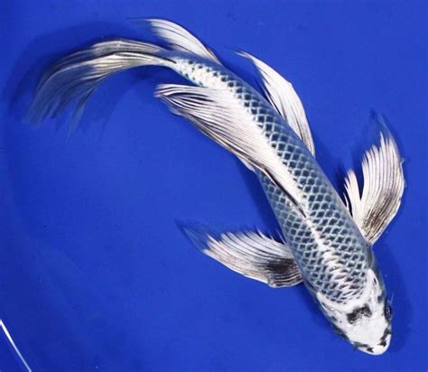They can be mixed with any straight tailed goldfish sturgeon, and chinese hi fin sharks. Butterfly Koi - Live tropical fish