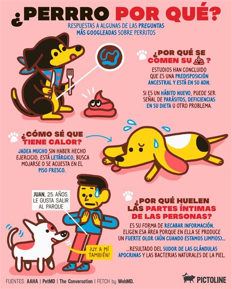 Pictoline On Twitter Rt Pictoline ¿por Qué Los Perros Comen 💩 ¿por