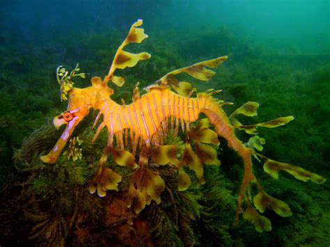 Leafy Sea Dragons At Kingscote Pier South Australia Leafy Sea Dragon