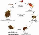 Photos of Bed Bug Heat Treatment Los Angeles