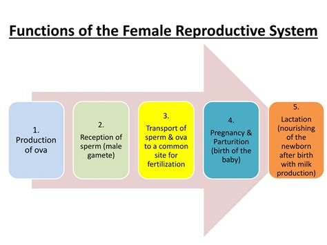 Female Reproductive System Diagram Functions
