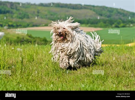 Komondor Hungarian Shepherd Dog Running Across A Meadow Stock Photo