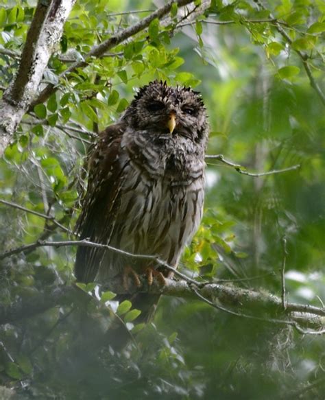 Barred Owl Lettuce Park In Tampa Fl Lance Marvel Flickr