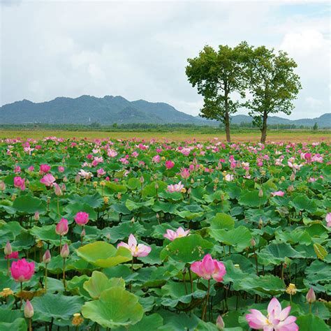 Những loại hoa được yêu trong nền văn hóa việtnam. Lotus - Voyage to Vietnam