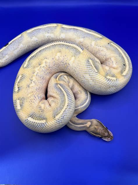 Highway Ball Python By Midmichiganmorphs Morphmarket
