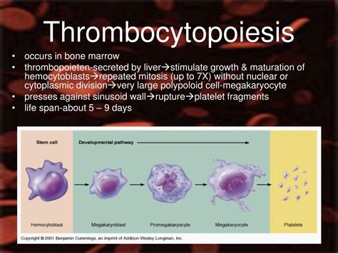 Ppt Blood Powerpoint Presentation Free Download Id1460255