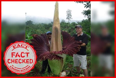 But unfortunately, many rare flowers in the world have already gone extinct in the wild and only exist in scarcity. Does This Giant Flower Bloom Once Every 40 Years As This ...