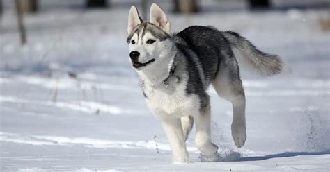 10 Large Dog Breeds That Love The Snow
