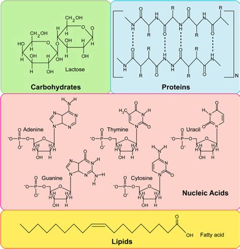 Biology Unit 3 The Molecules Of Life Diagram Quizlet