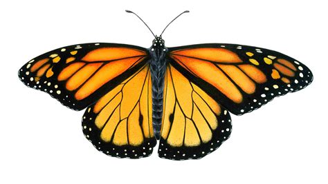 Orange Butterfly White Hd Background Butterfly Art Painting Monarch