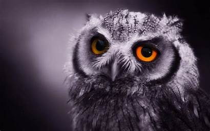 Wallpapers Owls