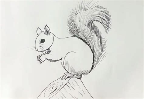 Squirrel Drawing By Pencil For Beginners Full Tutorial This Drawing Is