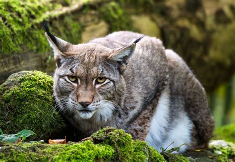 Lynx On The Loose After Escaping Welsh Wildlife Park