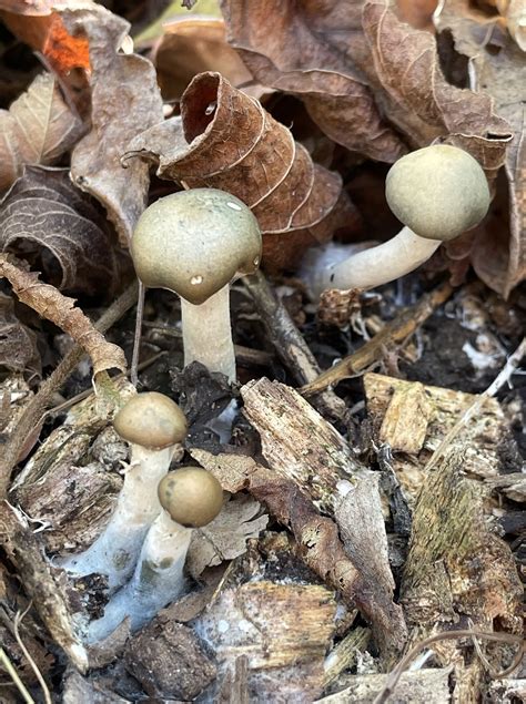 Maryland Biodiversity Project Psilocybe Ovoideocystidiata