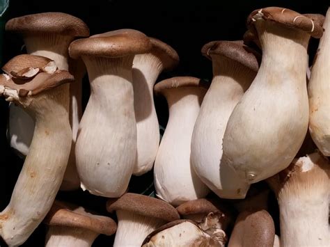 9 Edible Mushrooms That Grow On Wood And You Can Grow At Home