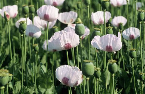 Opium Poppy Flowers And Seed Heads Photograph By Philippe Psaila