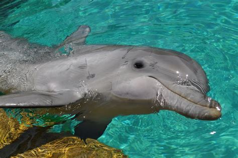 Dolphin Sea World San Diego Sea World Animals Animal Photography